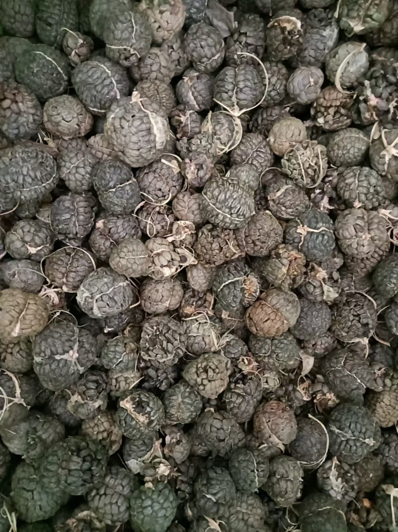 广西草寇草豆蔻产地直供大量上市品质好价格低全国发货