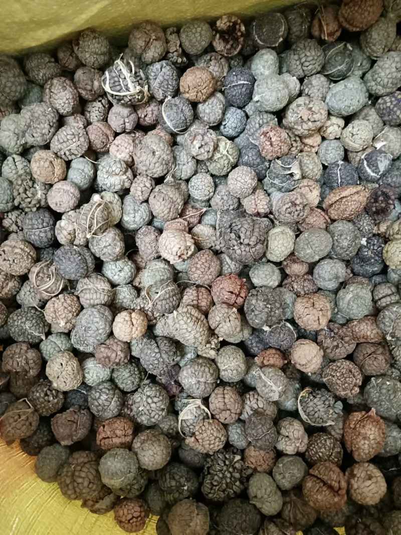 广西草寇草豆蔻产地直供大量上市品质好价格低全国发货