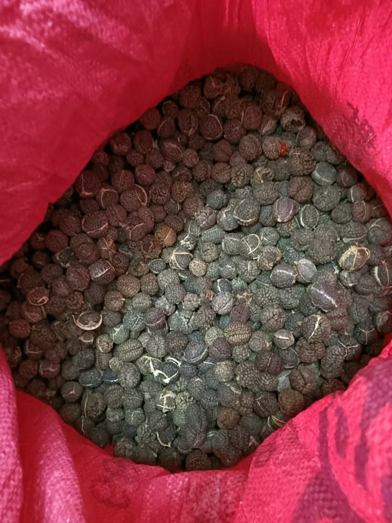 广西草寇草豆蔻产地直供大量上市品质好价格低全国发货