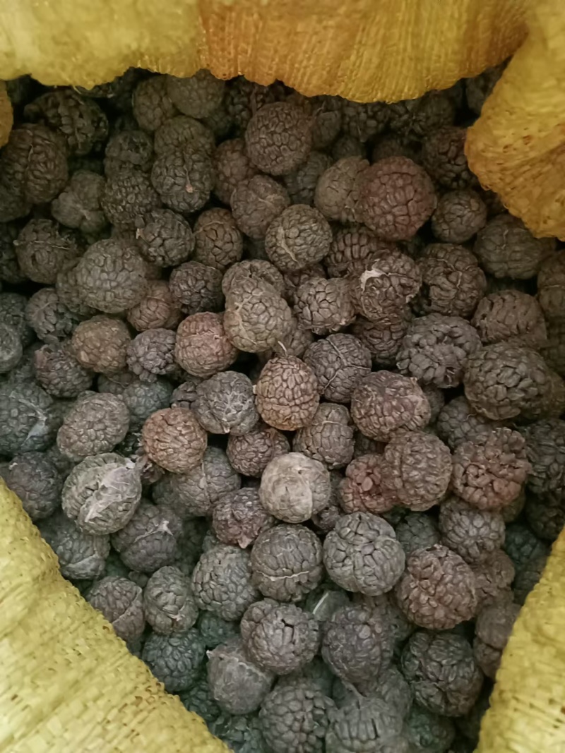 广西草寇草豆蔻产地直供大量上市品质好价格低全国发货