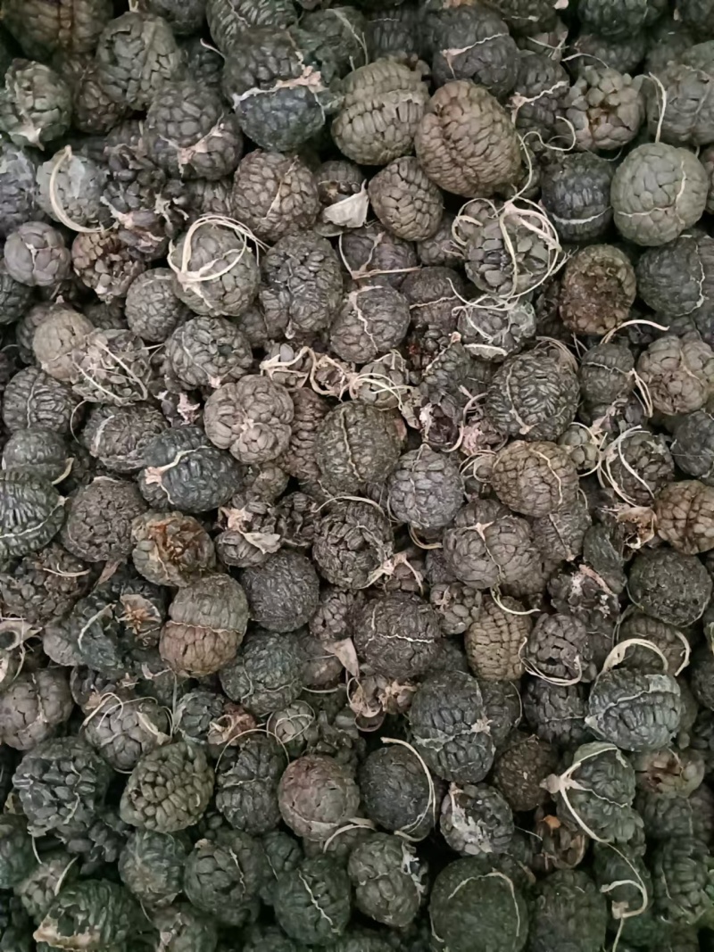 广西草寇草豆蔻产地直供大量上市品质好价格低全国发货