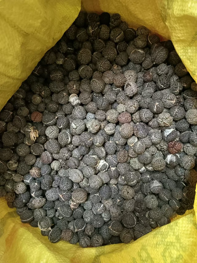 广西草寇草豆蔻产地直供大量上市品质好价格低全国发货