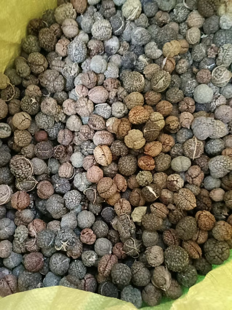广西草寇草豆蔻产地直供大量上市品质好价格低全国发货