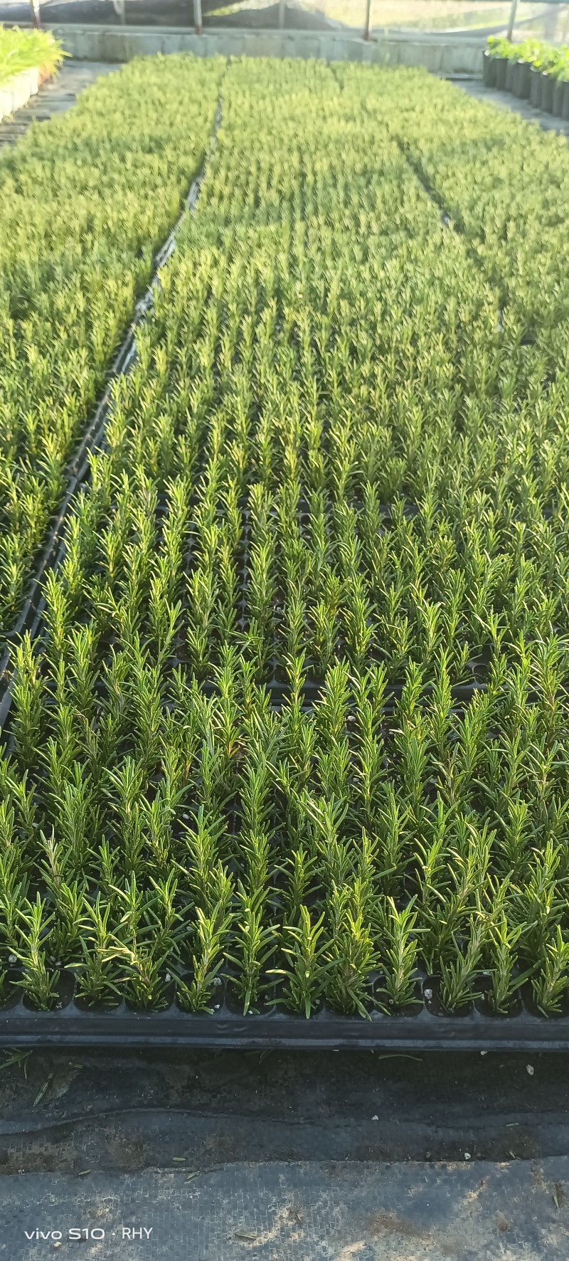 迷迭香穴盘苗，迷迭香大盆小盆，基地种植，