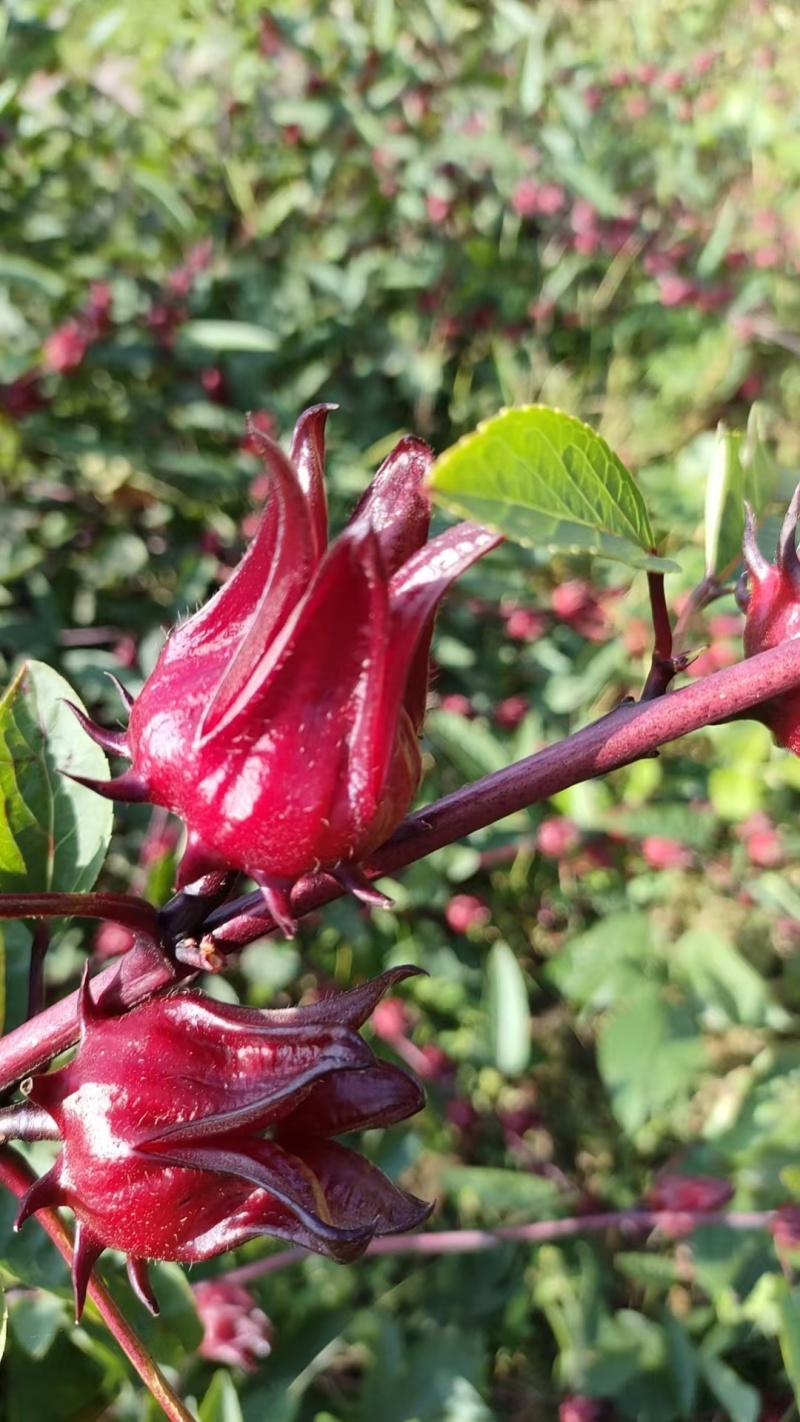 洛神花玫瑰茄广西产地直销大量上市品质好价格低
