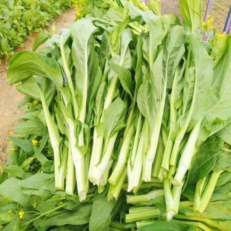 兴蔬五彩黄菜苔5号中熟黄绿甜菜心种子肥嫩苔粗品质好