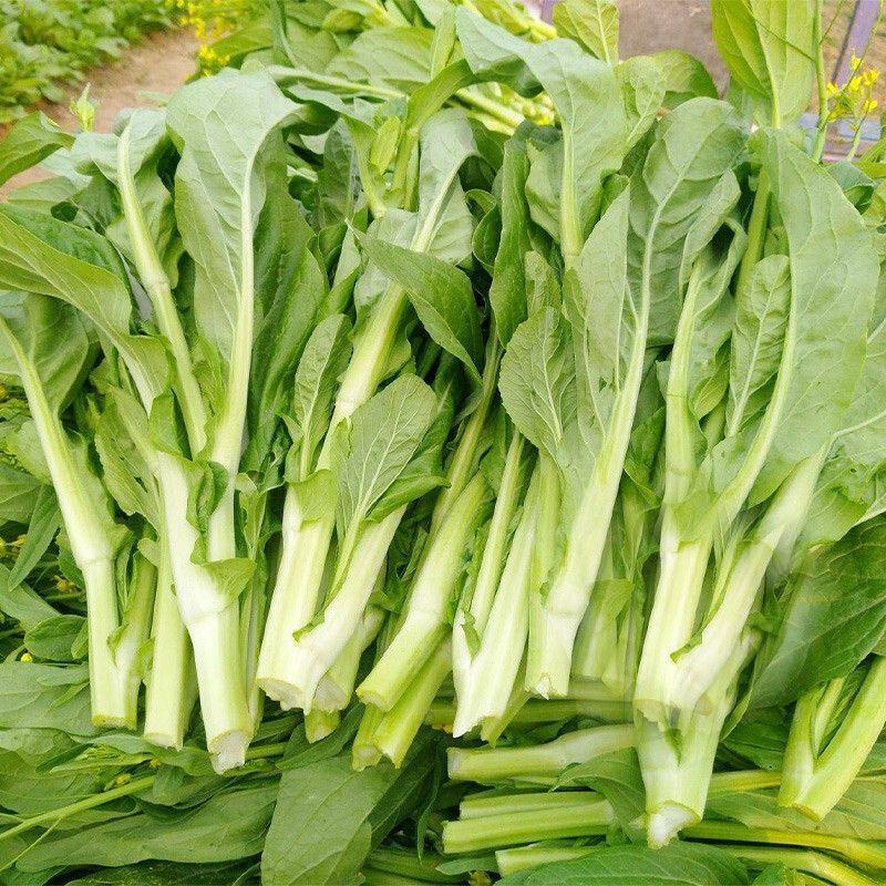 兴蔬五彩黄菜苔5号中熟黄绿甜菜心种子肥嫩苔粗品质好