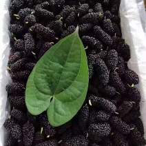广东桑椹果这段时间雅果，质量上来了！