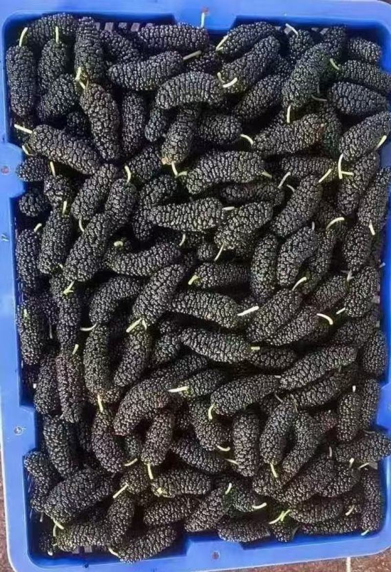 广东桑椹果这段时间雅果，质量上来了！