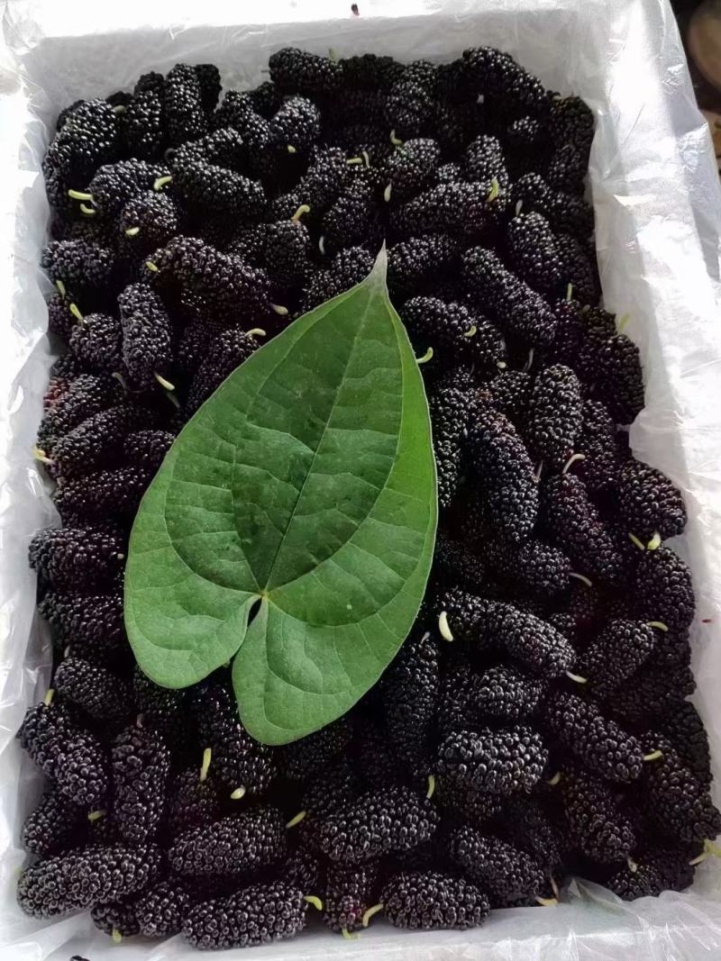广东桑椹果这段时间雅果，质量上来了！