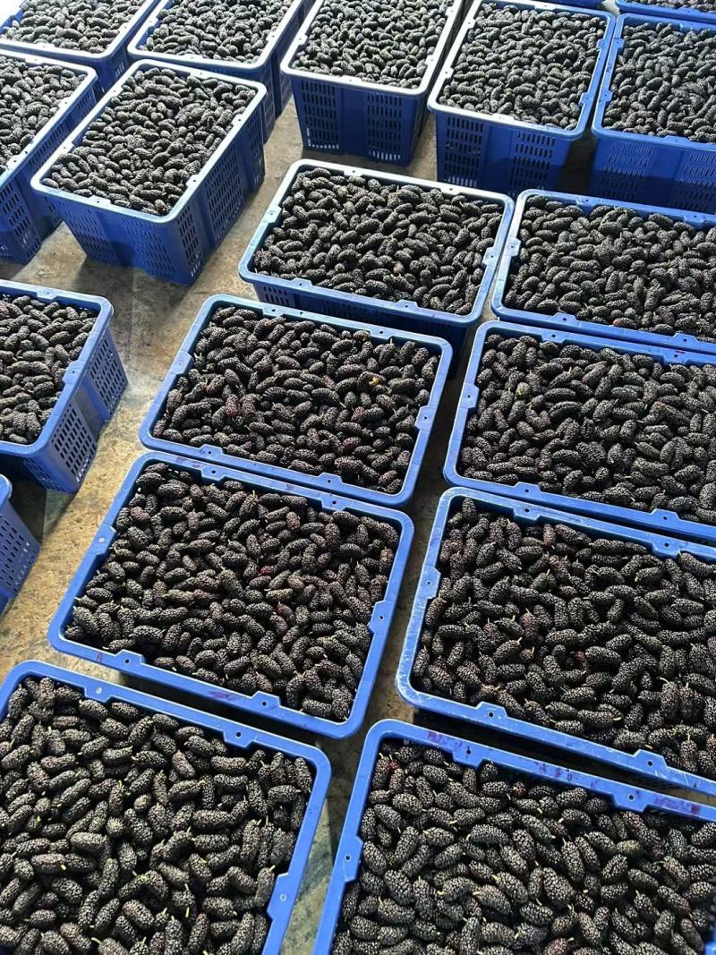 广东桑椹果这段时间雅果，质量上来了！