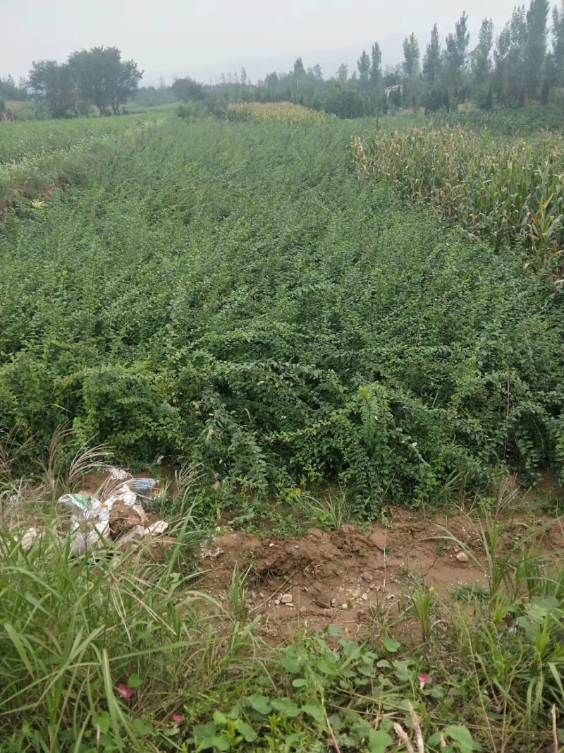 优质连翘小苗年份齐全规格齐全欢迎来电咨询