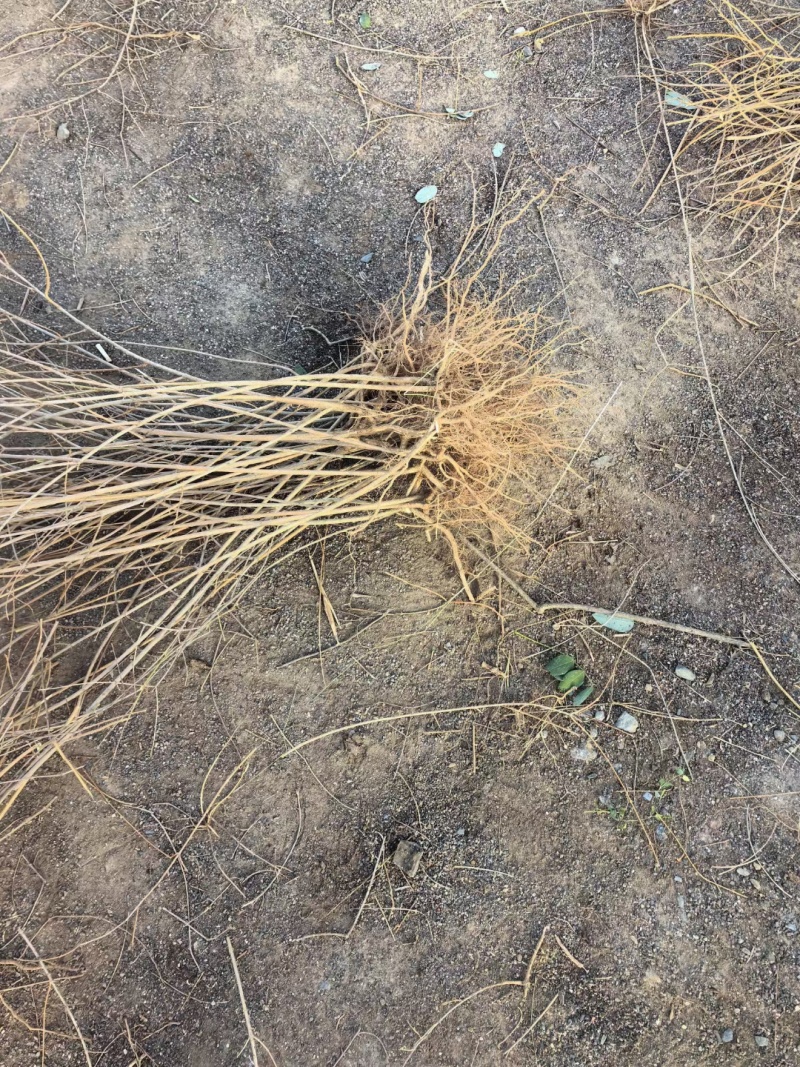 优质连翘小苗年份齐全规格齐全欢迎来电咨询