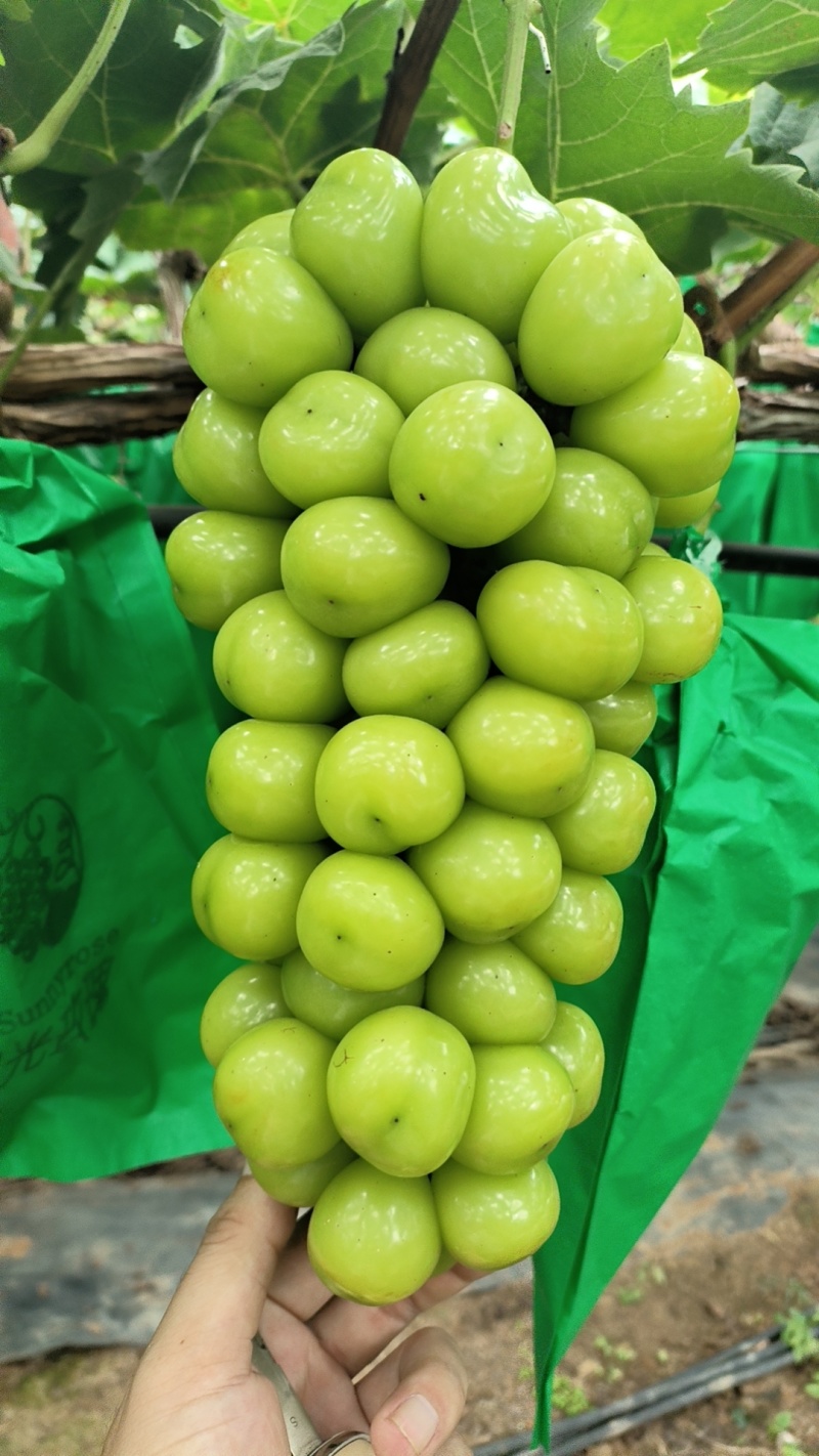 山东葡萄山东阳光玫瑰葡萄临朐葡萄大量供应中