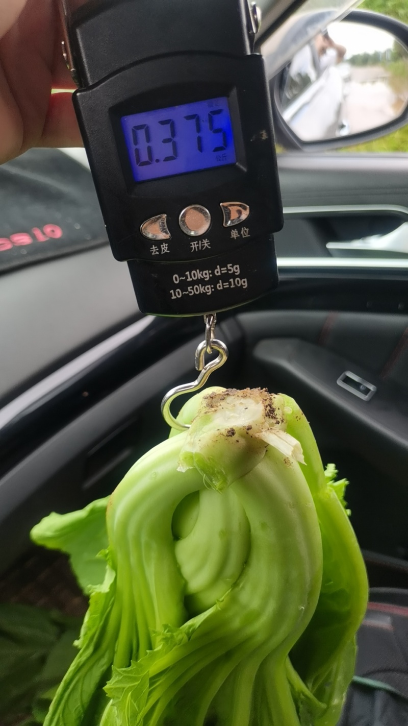 云南小叶芥菜大量供货