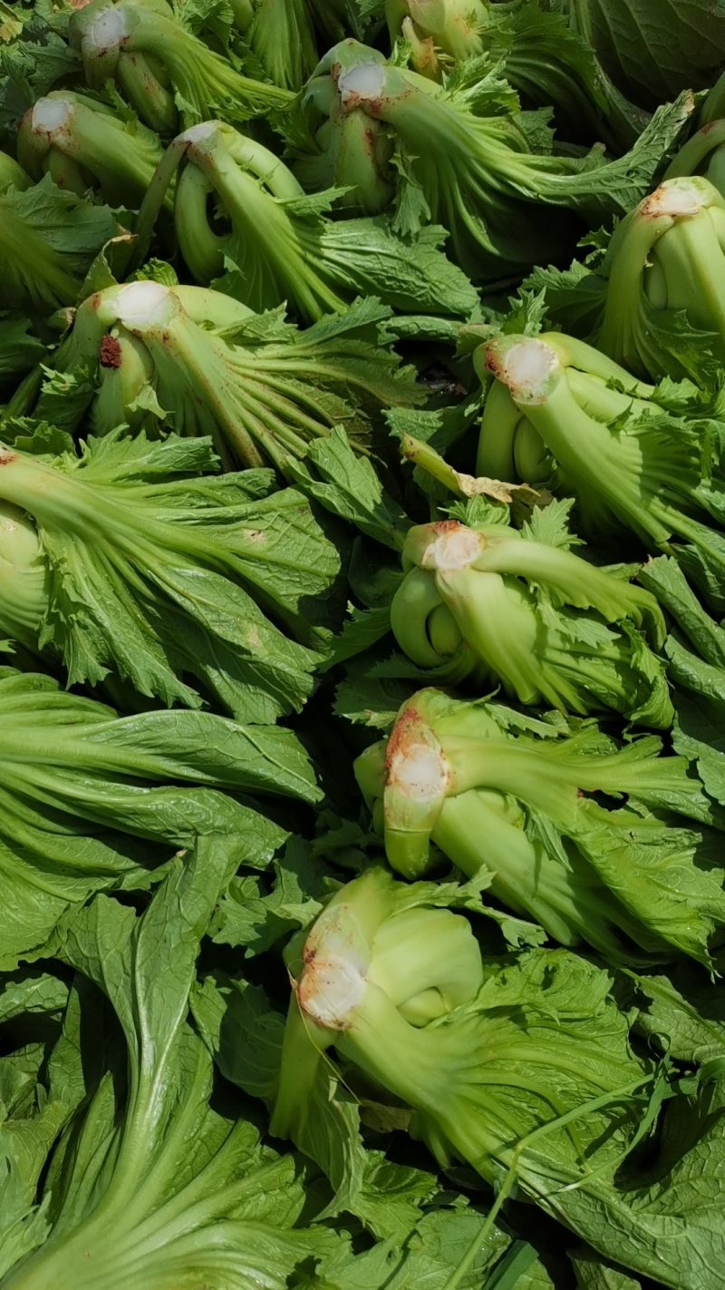 云南小叶芥菜大量供货
