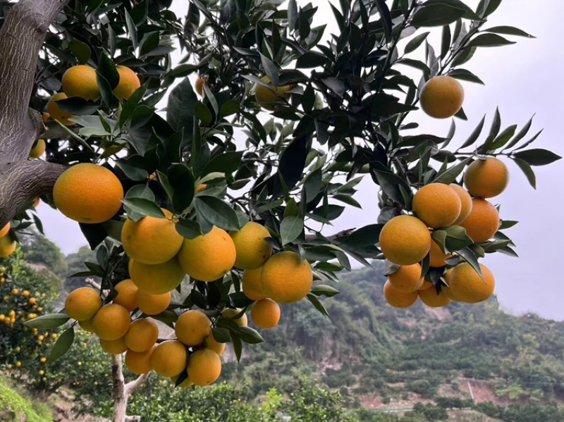 九月红果冻橙，新鲜产地直供，包邮全国，汁多味甜橙香浓郁