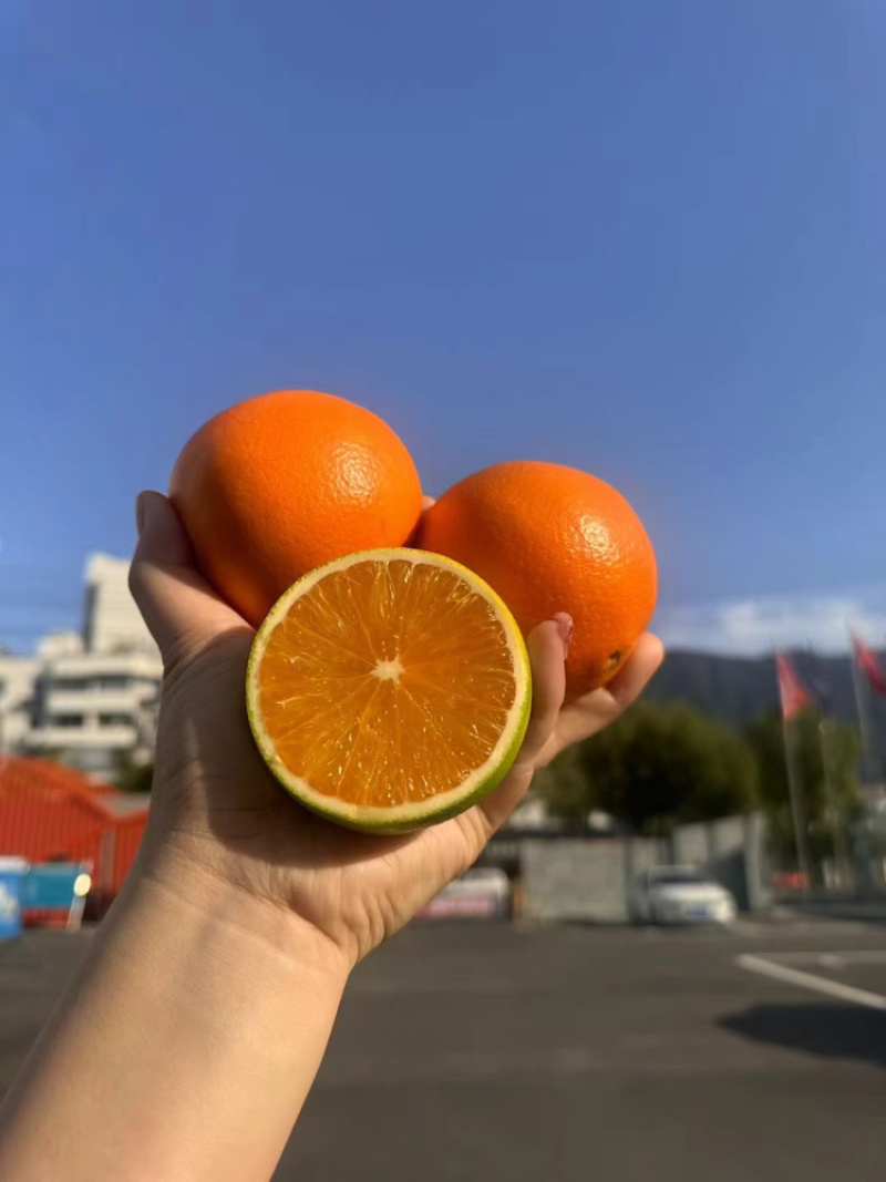 九月红果冻橙，新鲜产地直供，包邮全国，汁多味甜橙香浓郁