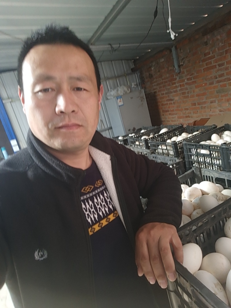 鹅种蛋种蛋三花种蛋浦三种蛋皖西白种蛋霍尔多巴吉种蛋种鹅蛋