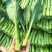 翠宝70天尖叶菜心种子高产茎苔粗大甜脆无渣菜苔种籽