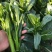 翠宝70天尖叶菜心种子高产茎苔粗大甜脆无渣菜苔种籽