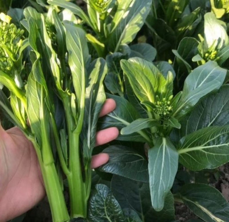 翠宝70天尖叶菜心种子高产茎苔粗大甜脆无渣菜苔种籽