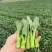 翠宝70天尖叶菜心种子高产茎苔粗大甜脆无渣菜苔种籽