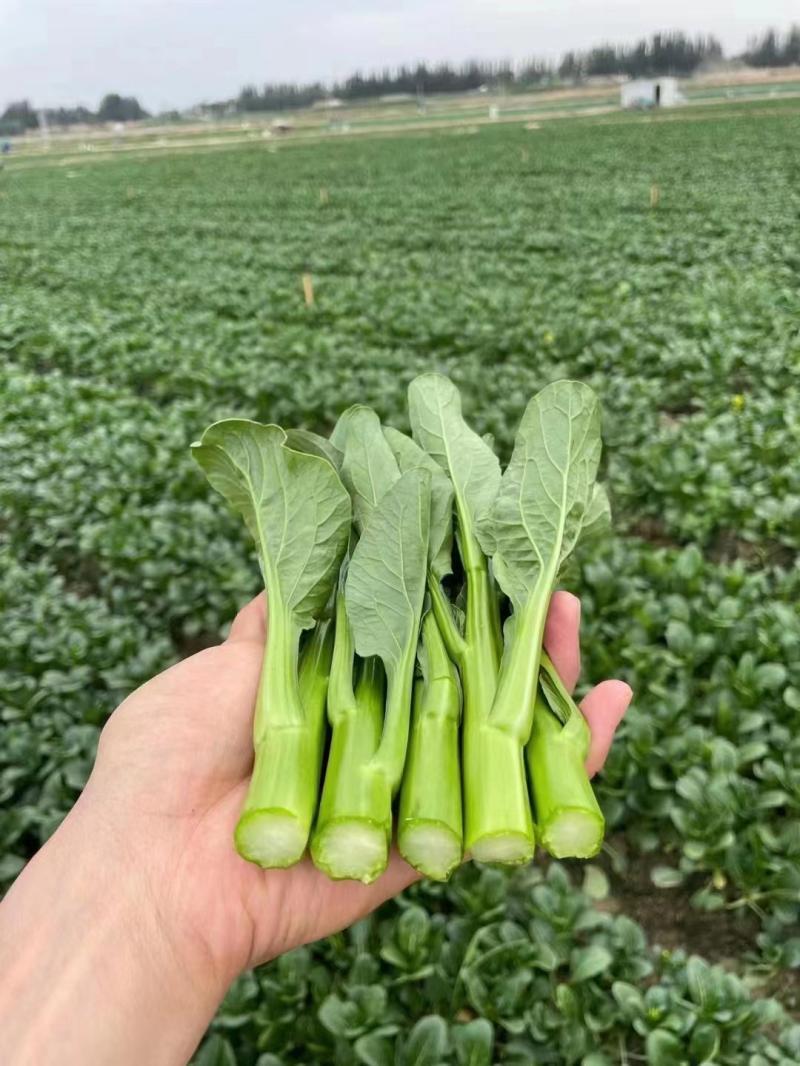 翠宝70天尖叶菜心种子高产茎苔粗大甜脆无渣菜苔种籽