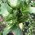 翠宝70天尖叶菜心种子高产茎苔粗大甜脆无渣菜苔种籽