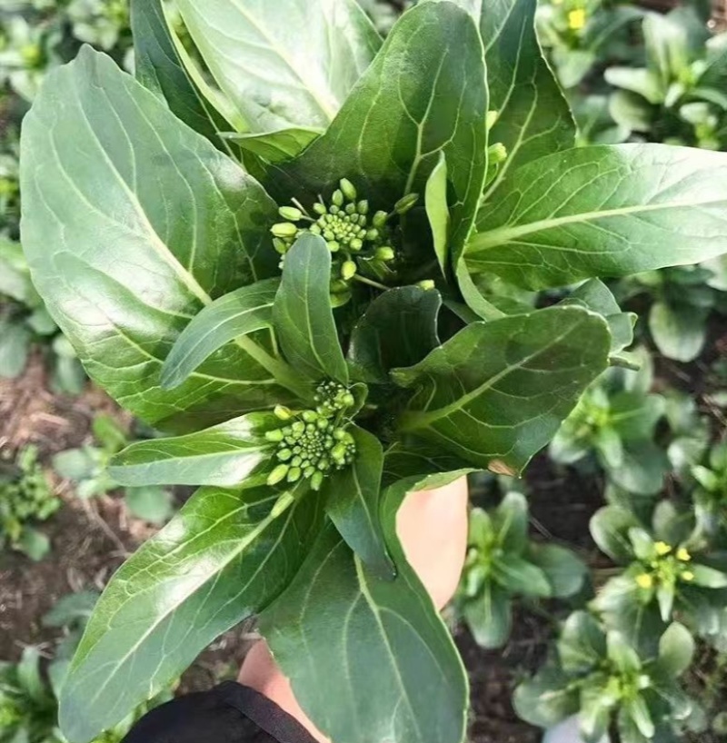 翠宝70天尖叶菜心种子高产茎苔粗大甜脆无渣菜苔种籽