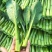 翠宝70天尖叶菜心种子高产茎苔粗大甜脆无渣菜苔种籽