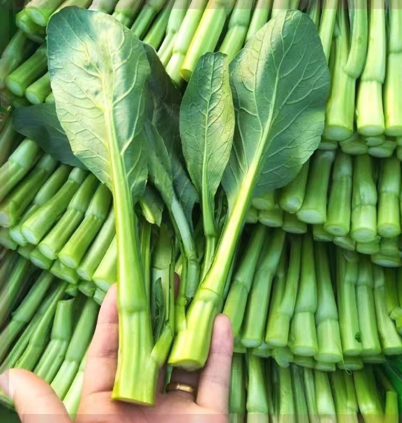 翠宝70天尖叶菜心种子高产茎苔粗大甜脆无渣菜苔种籽