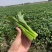 翠宝70天尖叶菜心种子高产茎苔粗大甜脆无渣菜苔种籽