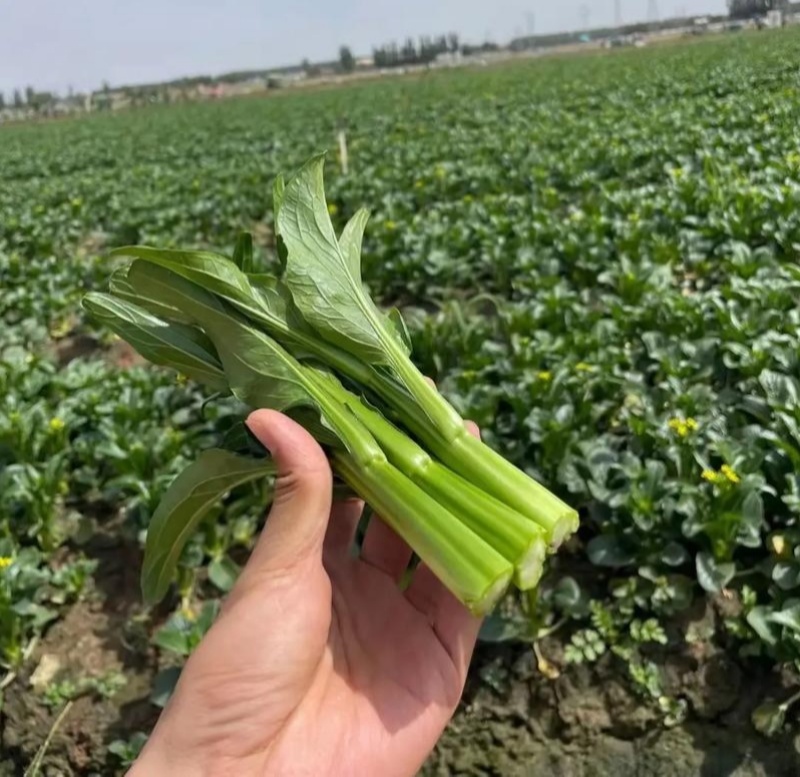 翠宝70天尖叶菜心种子高产茎苔粗大甜脆无渣菜苔种籽