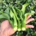 翠宝70天尖叶菜心种子高产茎苔粗大甜脆无渣菜苔种籽