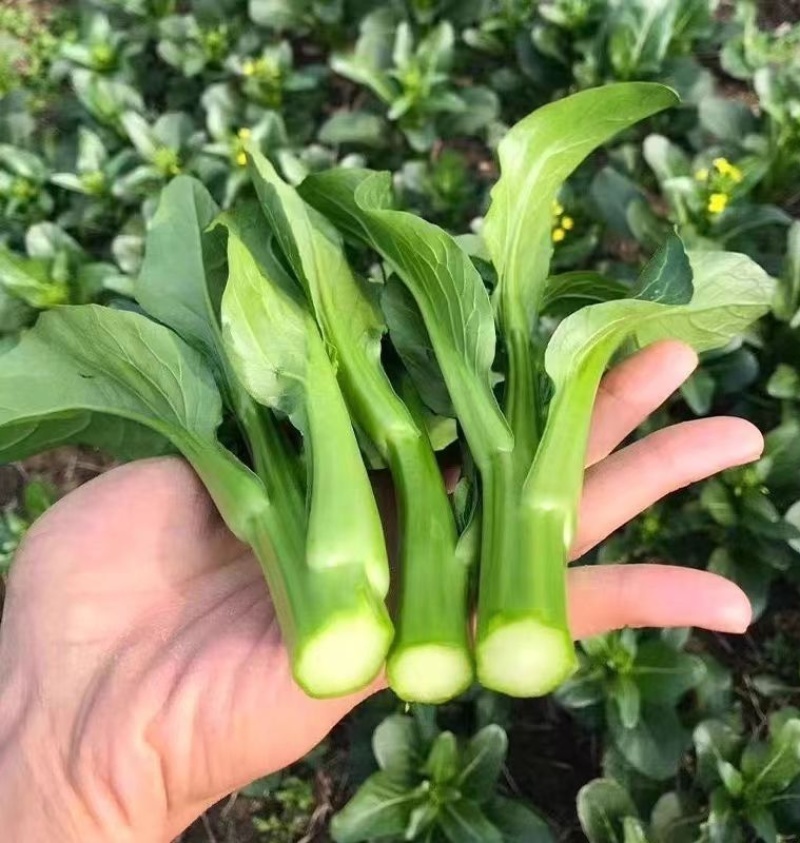 翠宝70天尖叶菜心种子高产茎苔粗大甜脆无渣菜苔种籽