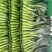 翠宝70天尖叶菜心种子高产茎苔粗大甜脆无渣菜苔种籽