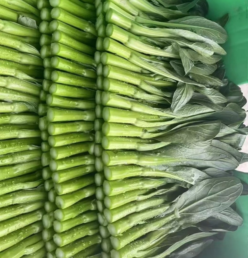 翠宝70天尖叶菜心种子高产茎苔粗大甜脆无渣菜苔种籽