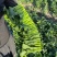翠宝70天尖叶菜心种子高产茎苔粗大甜脆无渣菜苔种籽