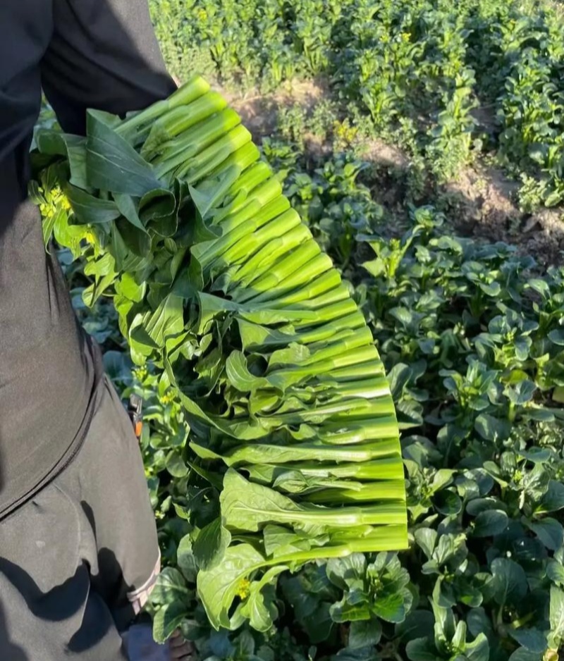 翠宝70天尖叶菜心种子高产茎苔粗大甜脆无渣菜苔种籽