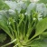 翠宝70天尖叶菜心种子高产茎苔粗大甜脆无渣菜苔种籽
