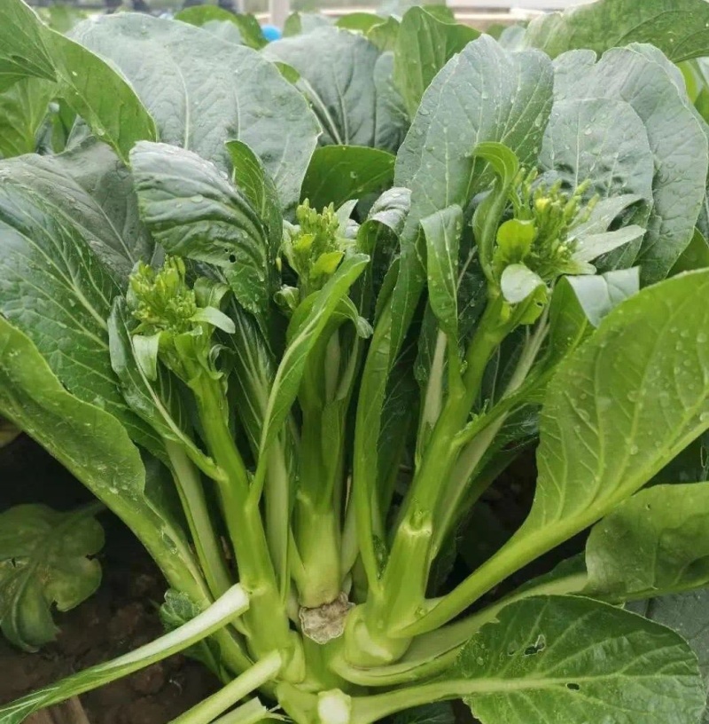 翠宝70天尖叶菜心种子高产茎苔粗大甜脆无渣菜苔种籽