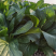 翠宝70天尖叶菜心种子高产茎苔粗大甜脆无渣菜苔种籽