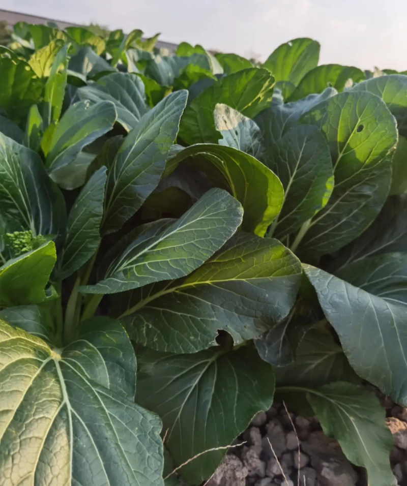 翠宝70天尖叶菜心种子高产茎苔粗大甜脆无渣菜苔种籽
