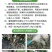 黄叶8天绿西班牙螯合铁肥冲施果树黄叶变绿花卉蔬菜通用