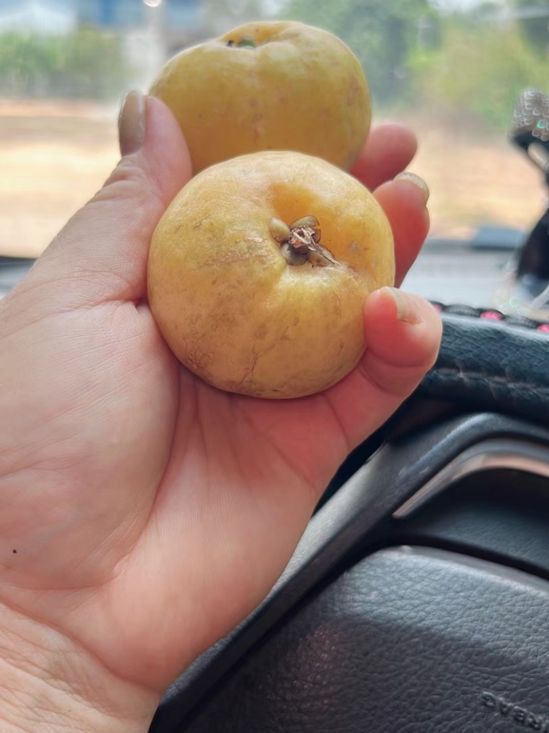龙檬子干，或山竹子干