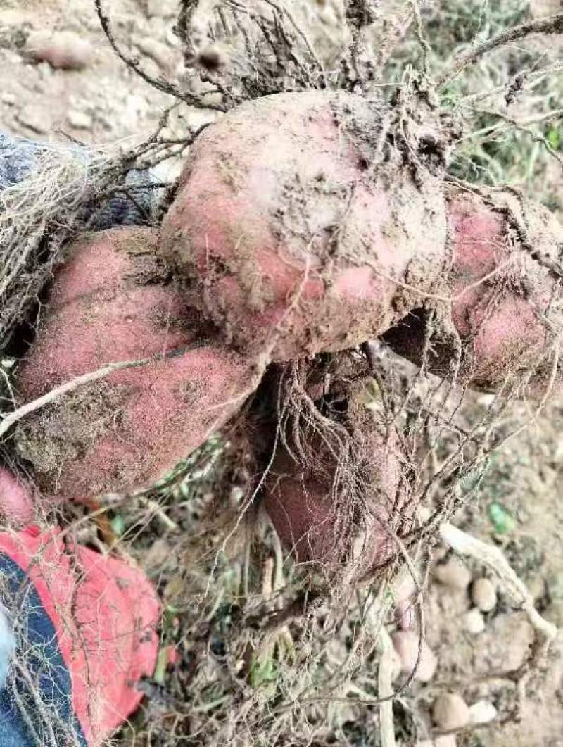土豆青薯土豆洋芋宁夏产区直发保质保量供货