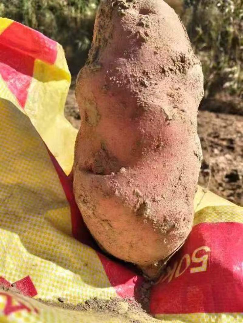 土豆青薯土豆洋芋宁夏产区直发保质保量供货