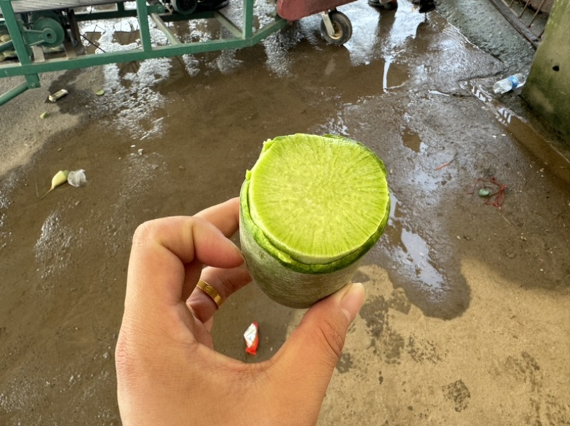 【热卖】淮南市三青萝卜安徽淮南毛集水果萝卜