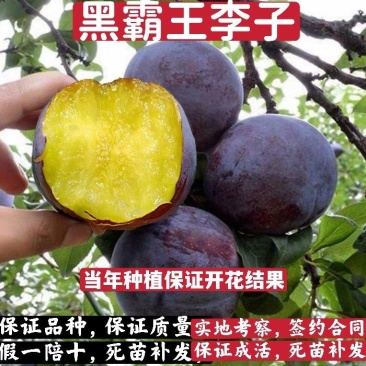 李子苗，黑霸王李子苗，基地直发假一赔十如假包换技术指导